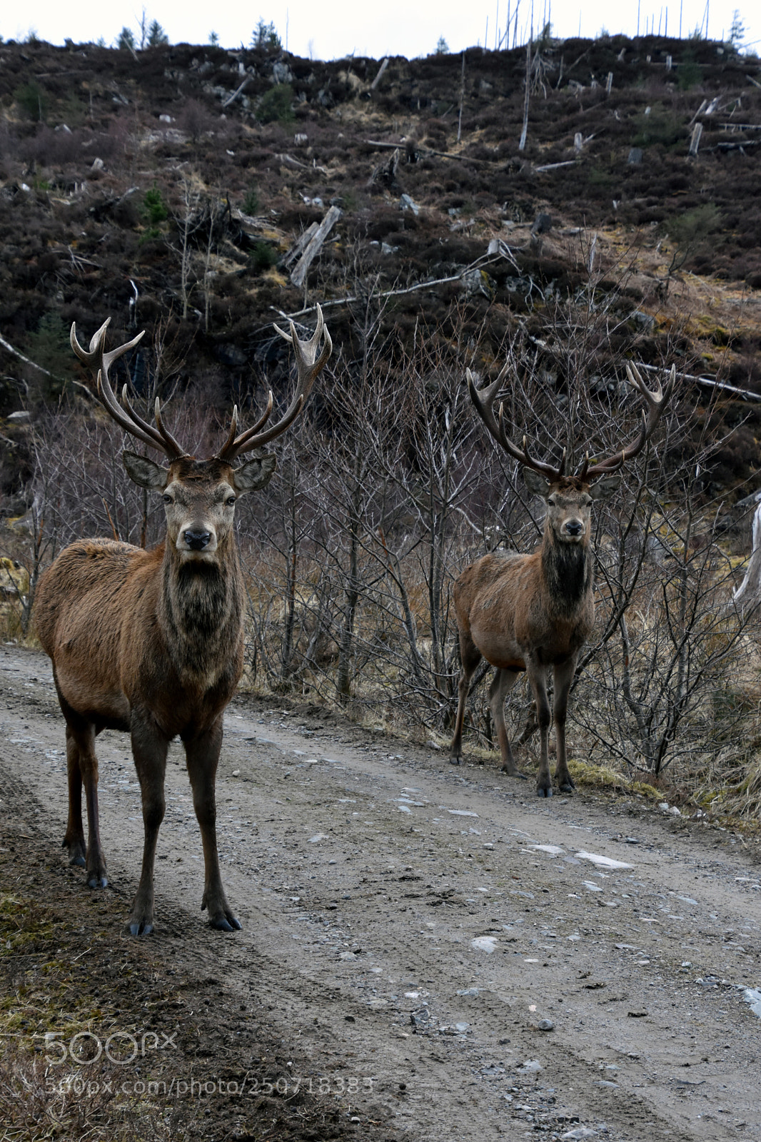 Nikon D7200 sample photo. Two stags photography