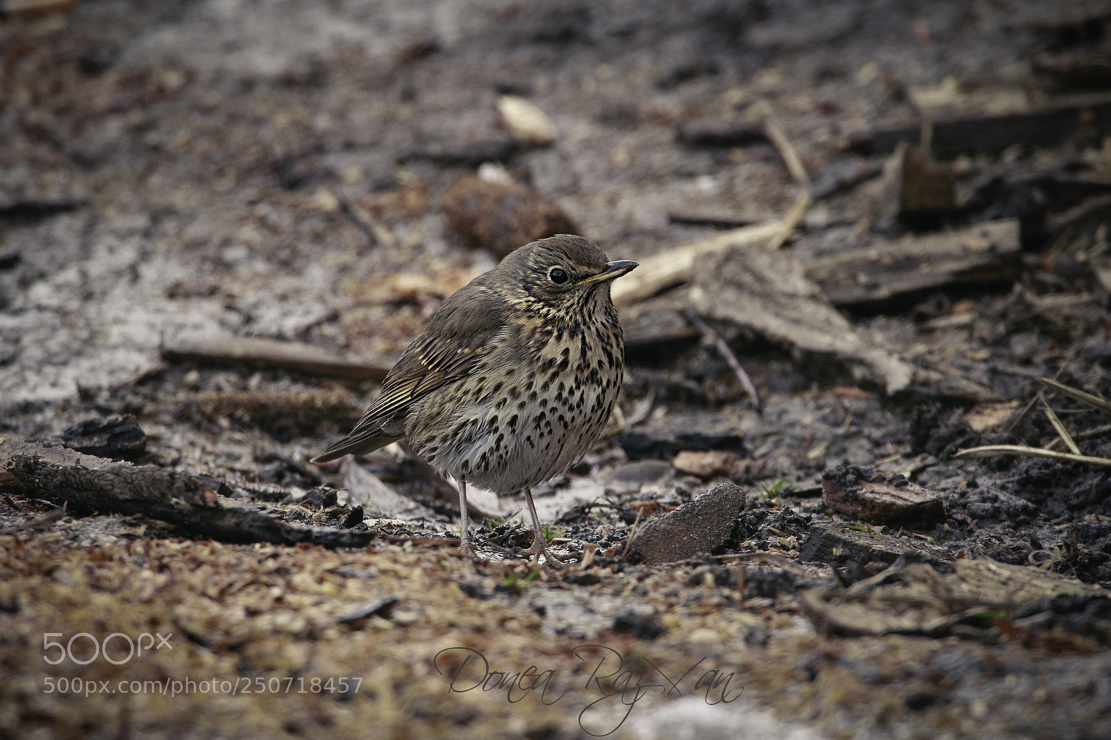 Canon EOS 7D Mark II sample photo. Perfect camo photography