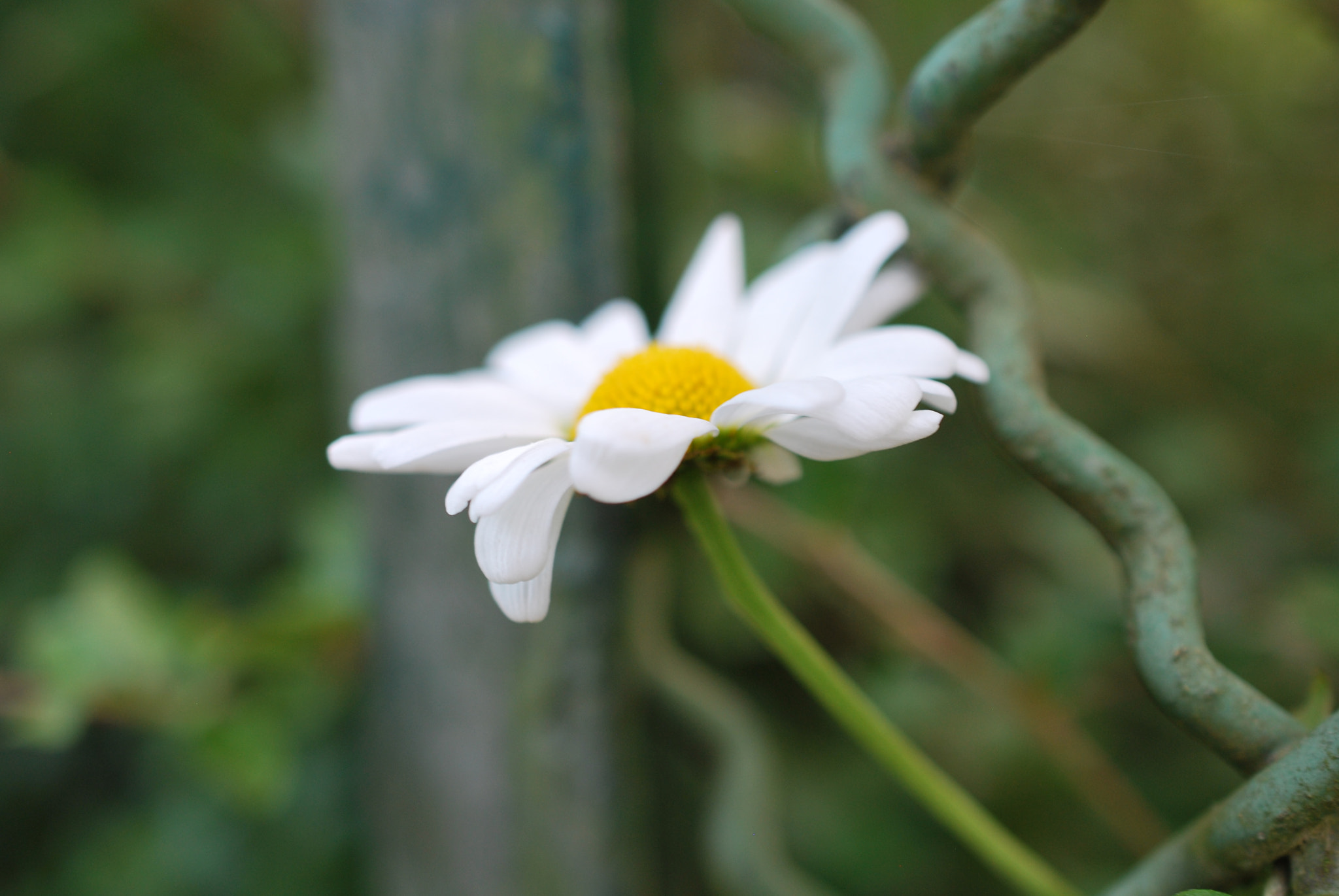 Nikon D60 + Nikon AF-S DX Micro Nikkor 40mm F2.8 sample photo. Flower photography