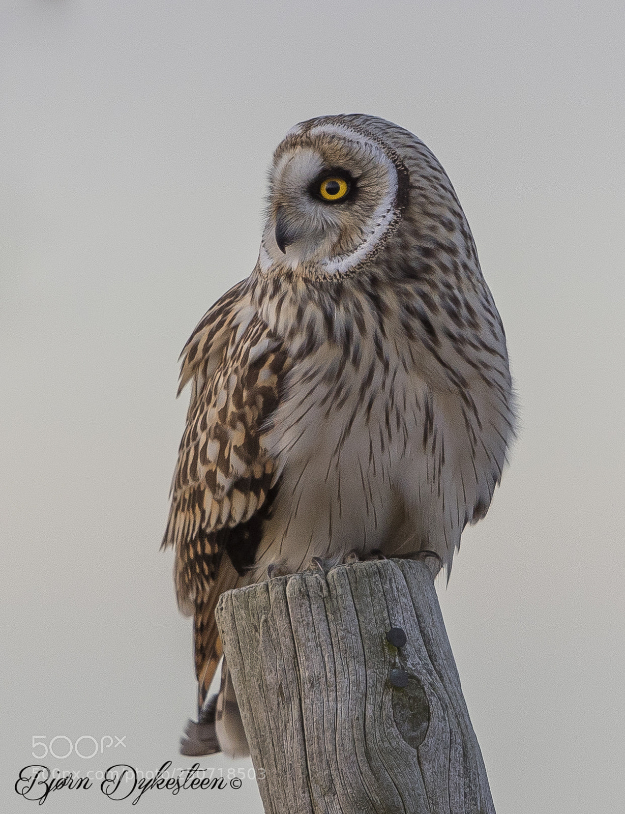 Canon EOS-1D X Mark II sample photo. Portrait short-eared owl photography