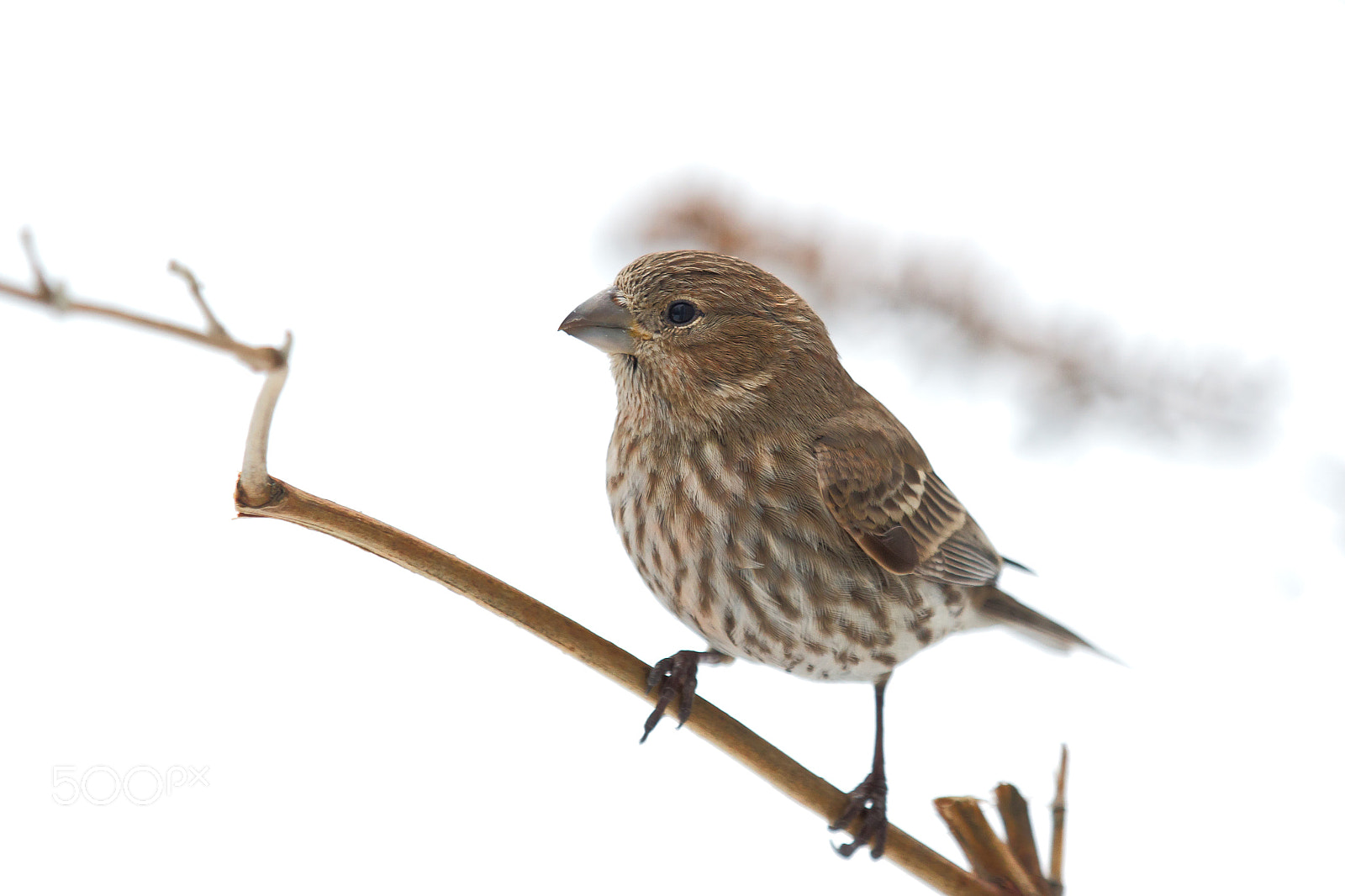 Canon EOS 7D Mark II sample photo. Female house finch photography
