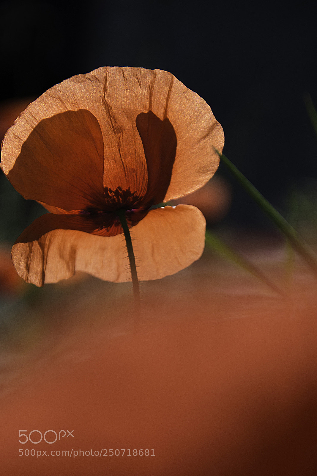 Nikon D7200 sample photo. Fleurs photography
