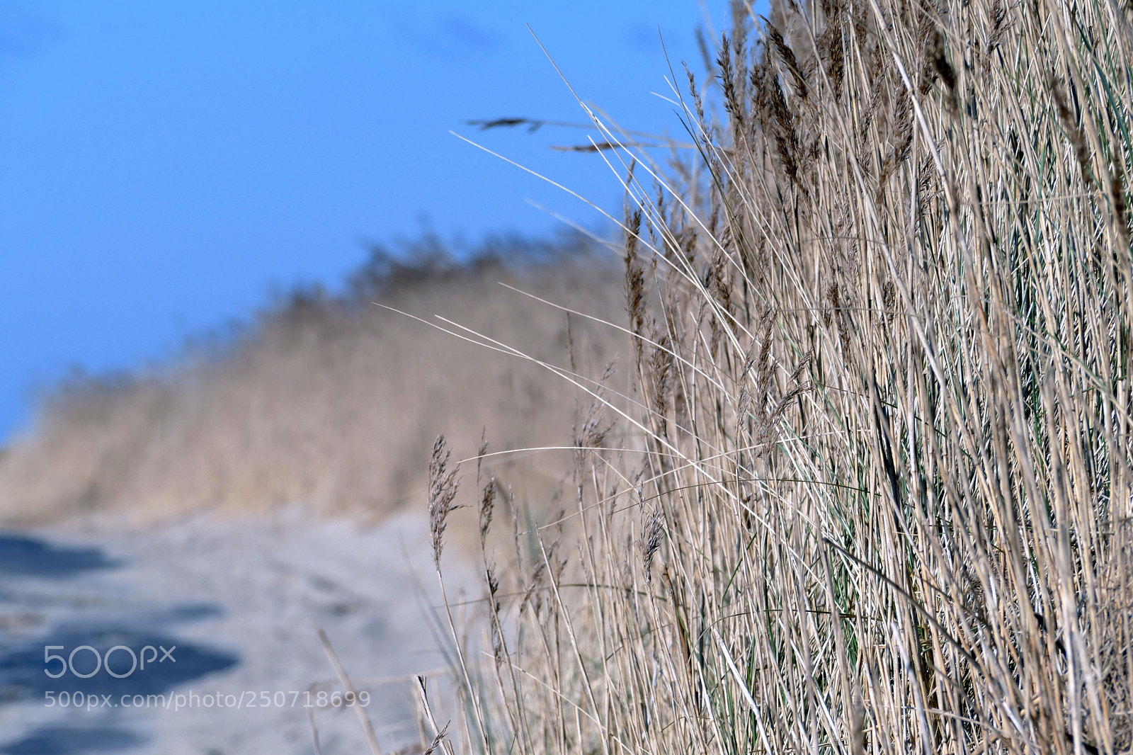 Panasonic Lumix DMC-FZ1000 sample photo. Beachgrass photography