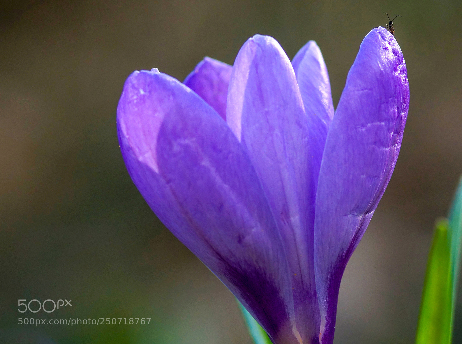 Sony Alpha NEX-7 sample photo. Krokus mit insekt photography