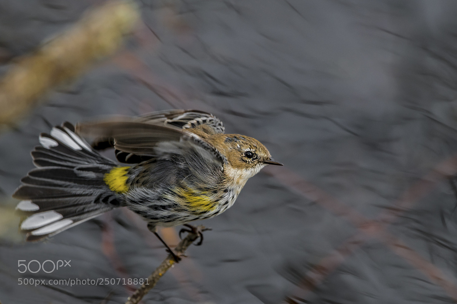 Nikon D850 sample photo. Yellow-rumped warbler photography