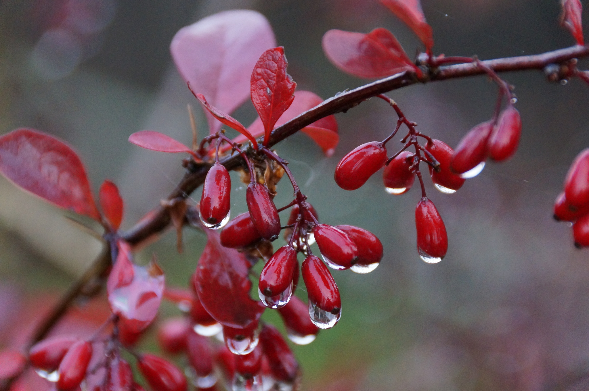 Sony DT 18-250mm F3.5-6.3 sample photo