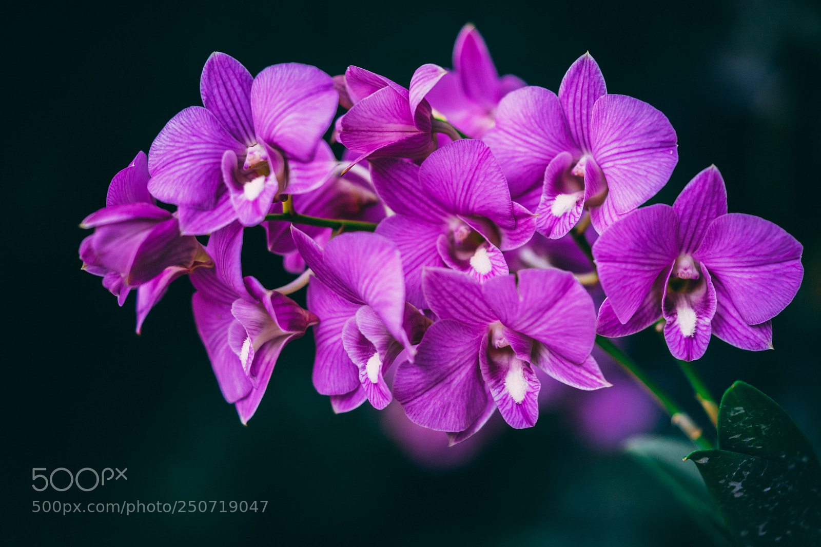 Sony a7 sample photo. Dendrobium mozah bint nasser photography