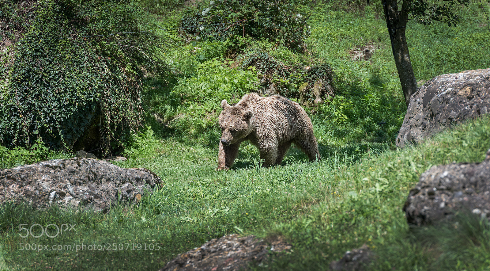 Nikon D750 sample photo. Sibirian brown bear photography