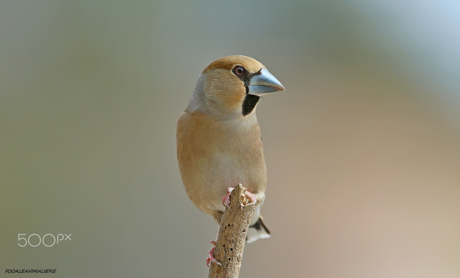 Canon EOS-1D X + Canon EF 500mm F4L IS USM sample photo. Focaleanimaliere grosbec casse-noyaux coccothraust photography