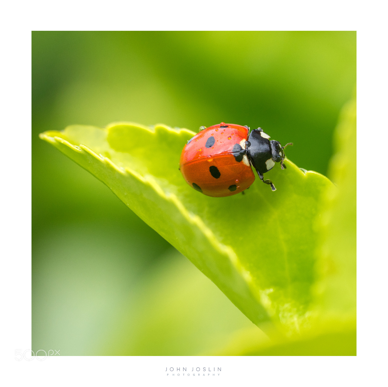 Sony a7 sample photo. Spring shower photography