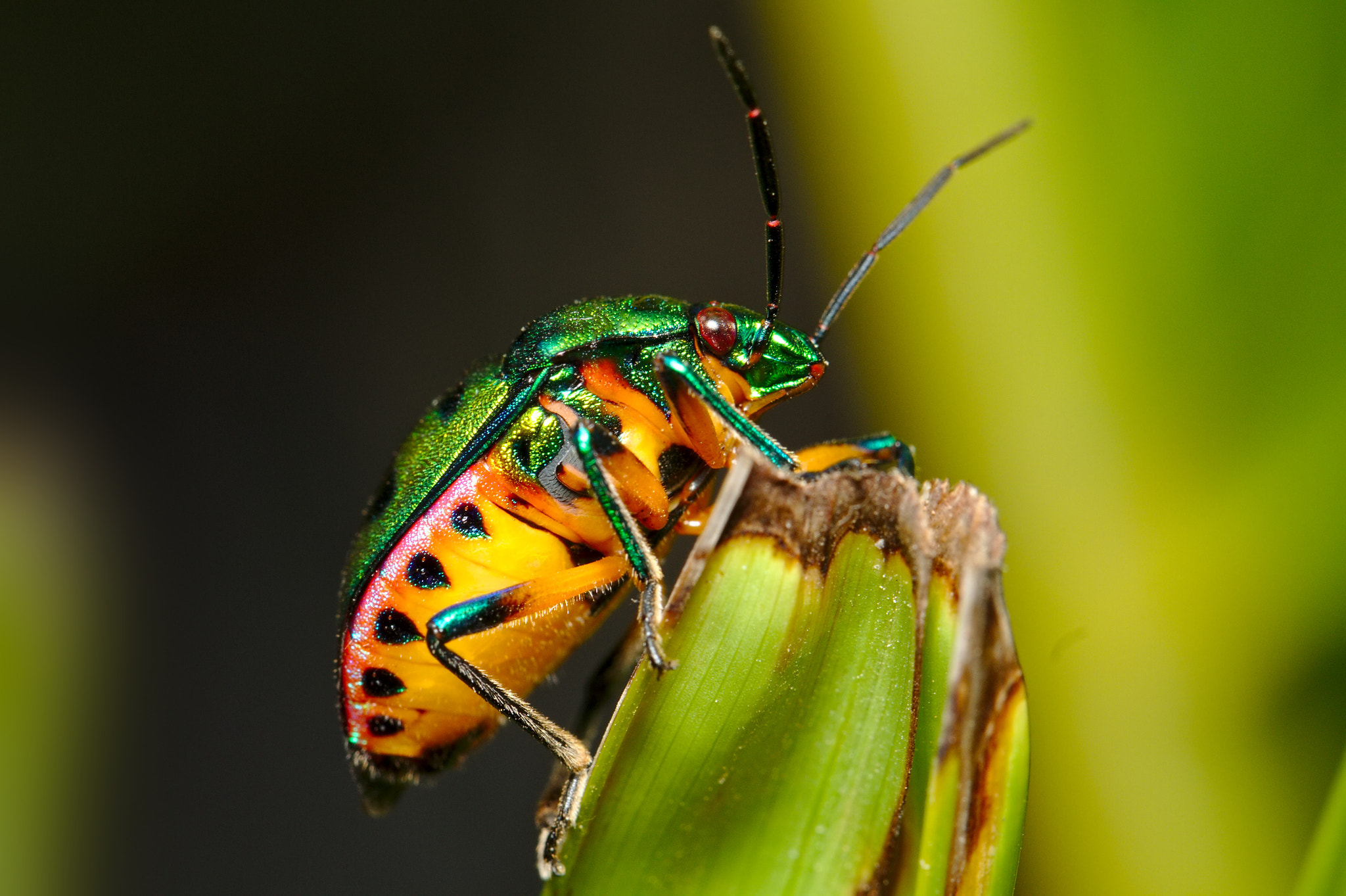 Canon EF 100mm F2.8L Macro IS USM sample photo. Jewel bug photography