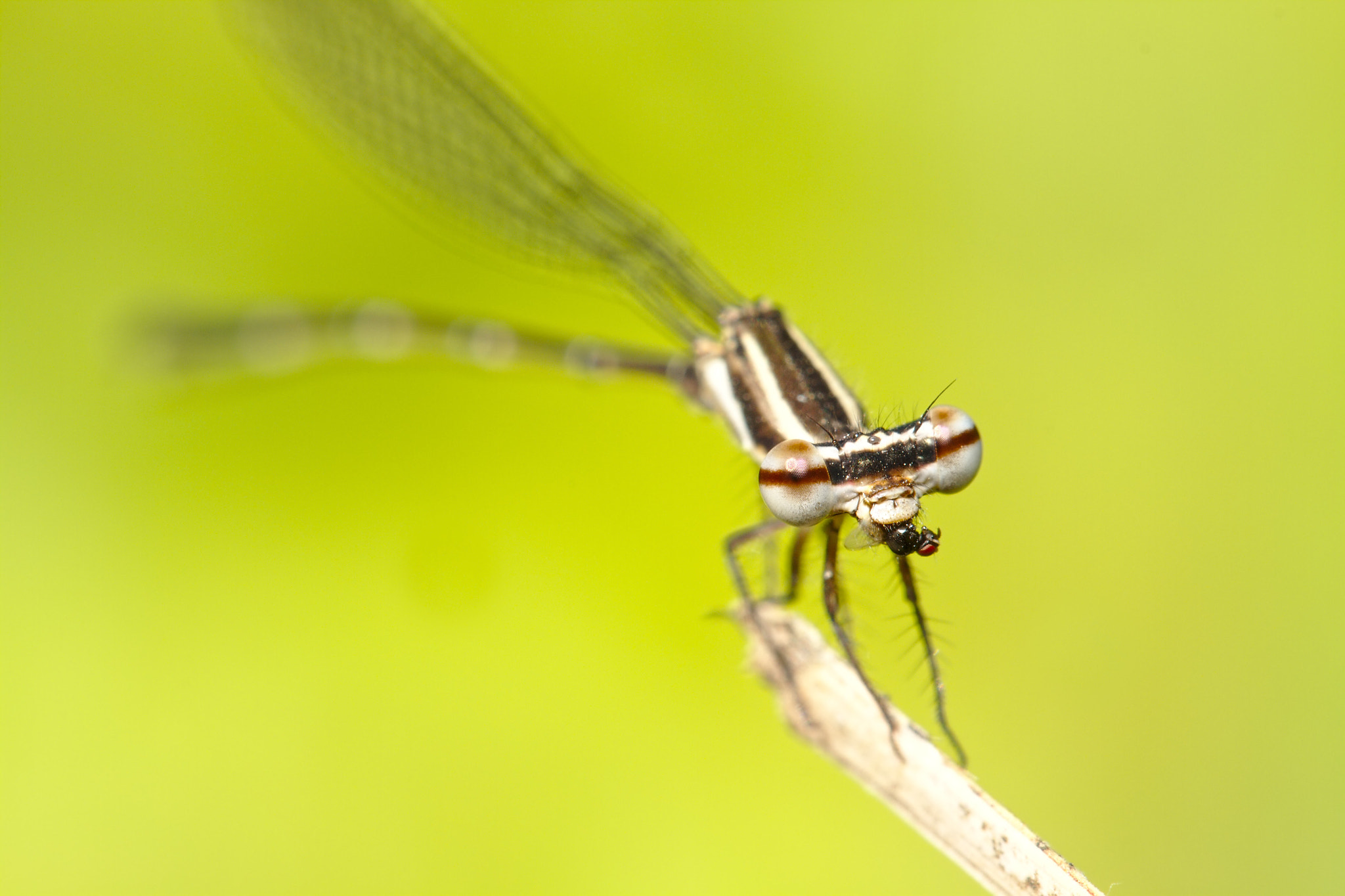 Canon EOS 7D + Canon EF 100mm F2.8L Macro IS USM sample photo. Damsel with prey photography