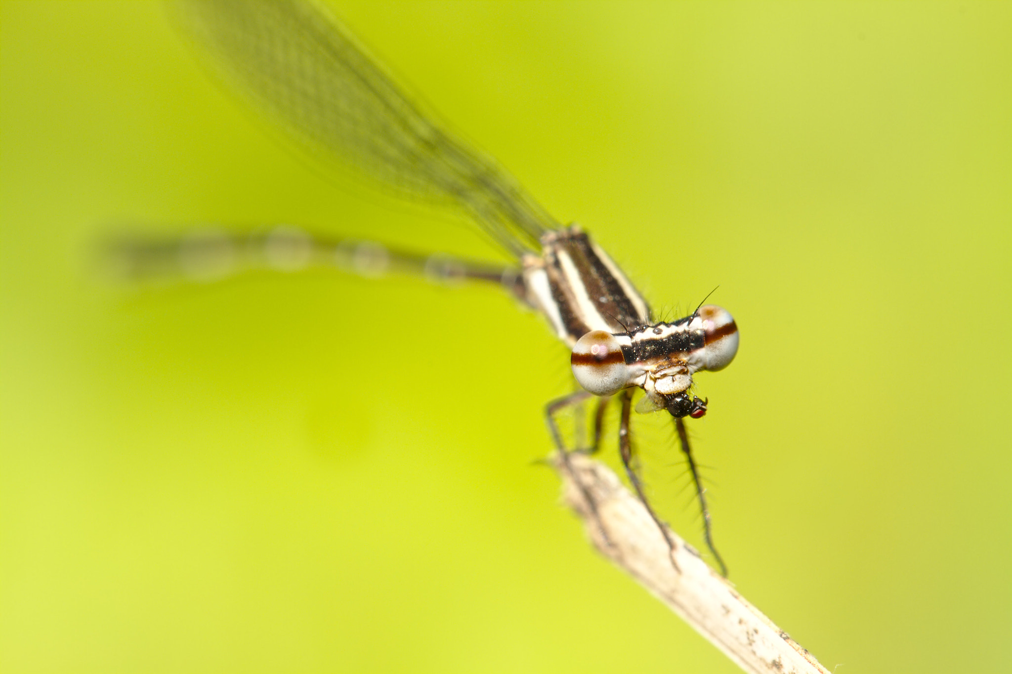 Canon EF 100mm F2.8L Macro IS USM sample photo. Damsel with prey photography