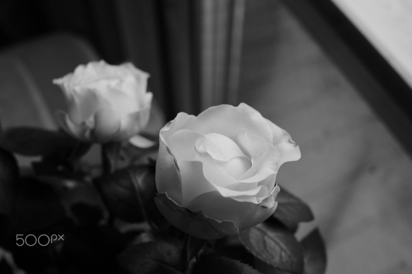 Canon EF-S 24mm F2.8 STM sample photo. For m photography