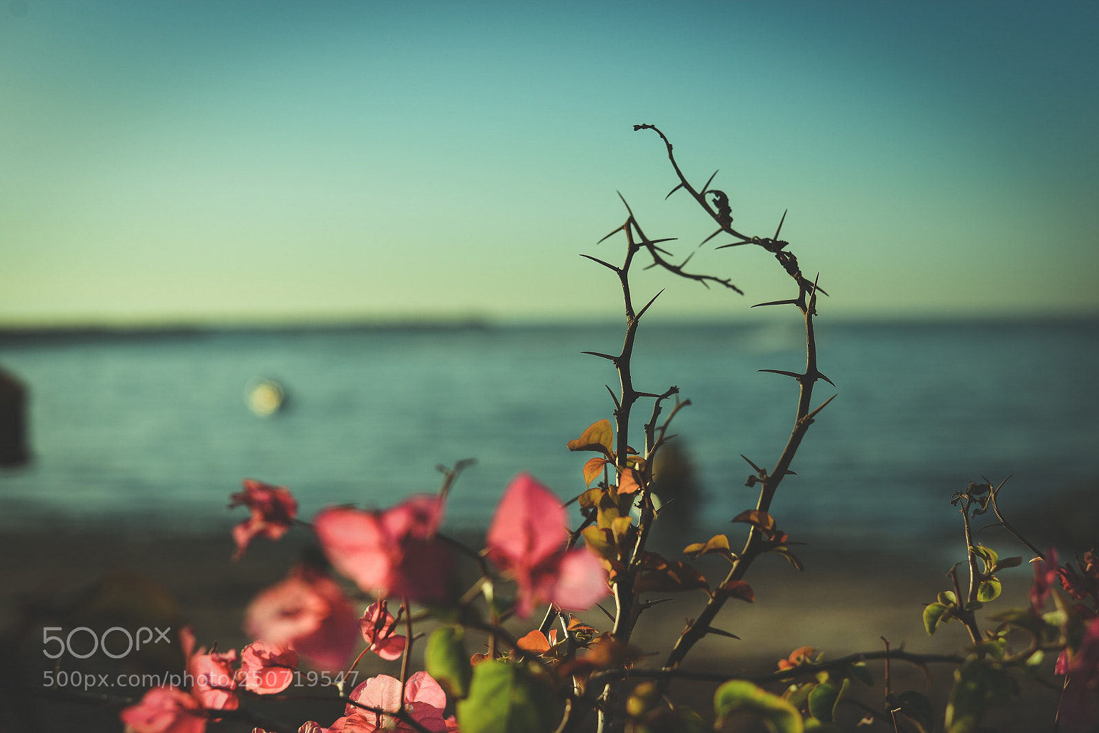 Nikon D610 sample photo. Frowers, thorns and sea photography