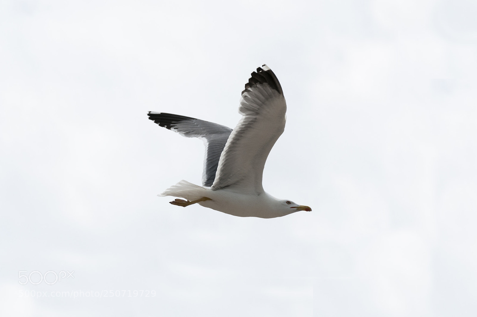Nikon D300 sample photo. Seagull photography