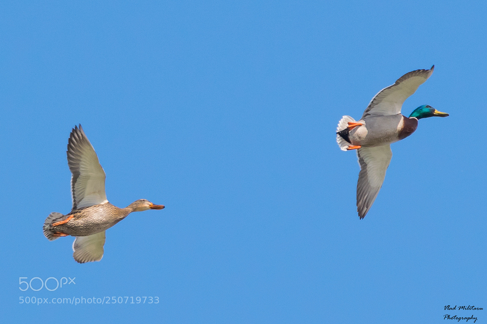 Nikon D5300 sample photo. Mallard ducks in flyght photography