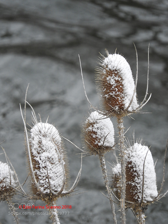 Nikon Coolpix P610 sample photo. Colpo di neve photography