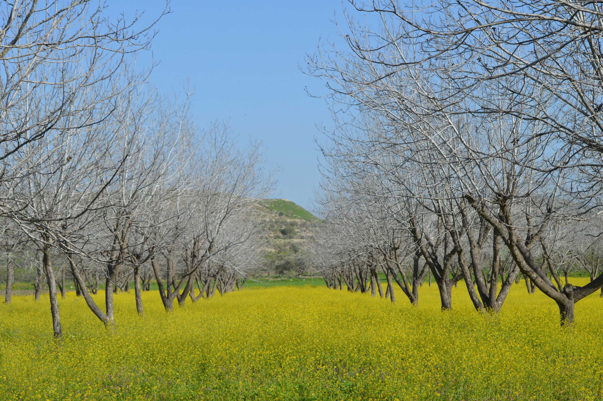 Nikon D3200 sample photo. The walnut tree photography