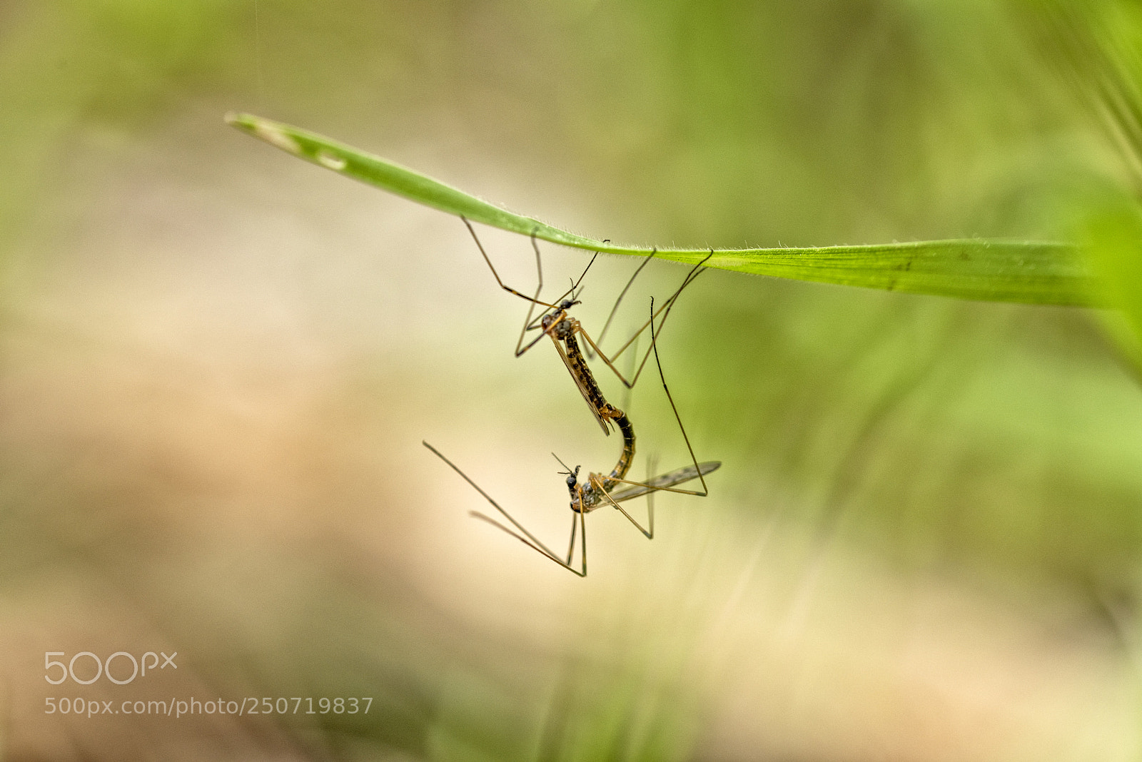 Nikon D810 sample photo. Mating photography