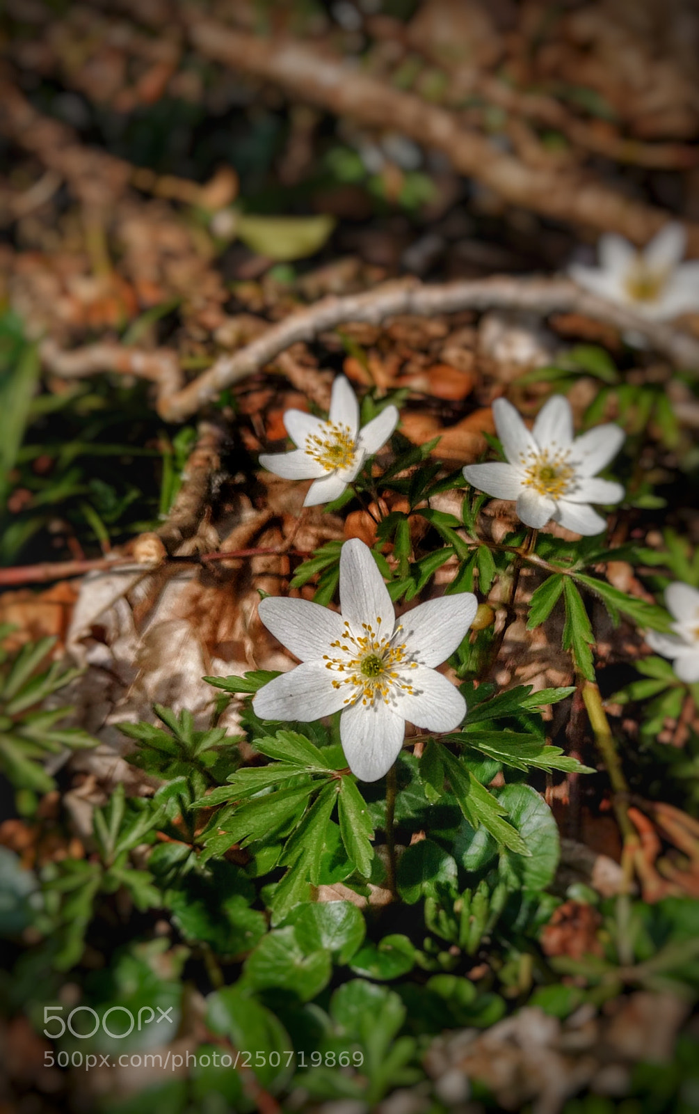 LG Nexus 5X sample photo. Un signe du printemps photography