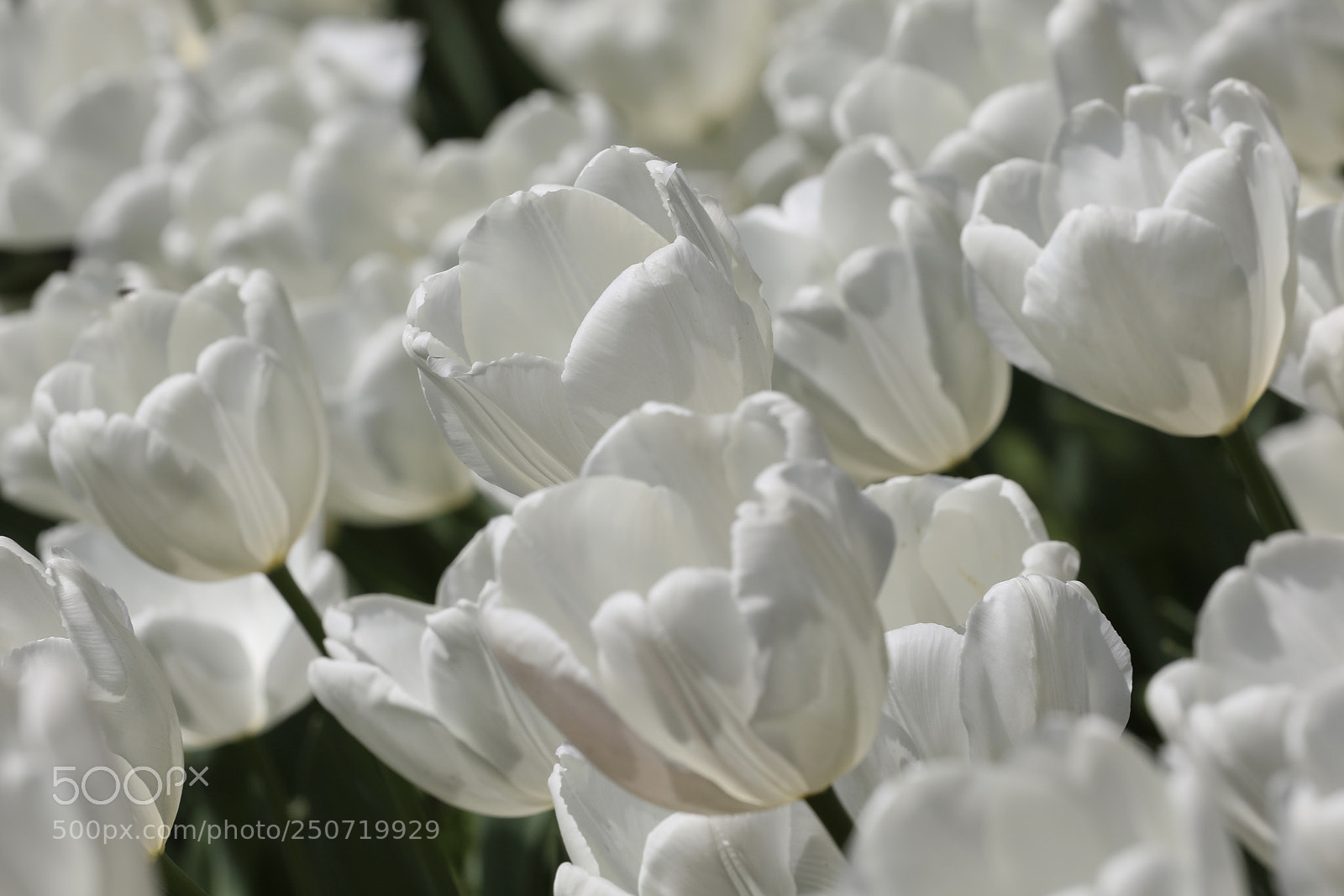 Canon EOS 5D Mark IV sample photo. 郁金香 photography
