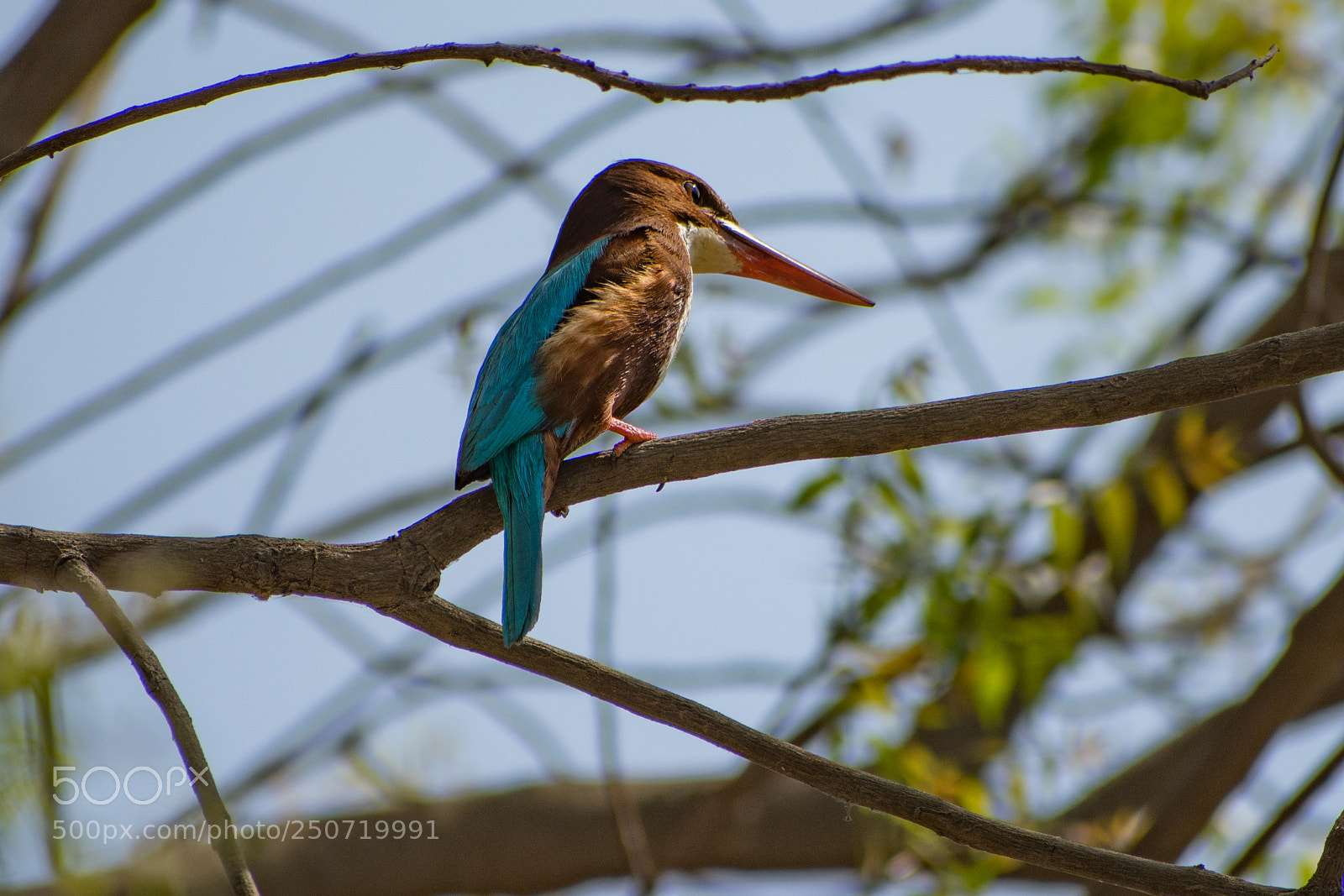 Nikon D7200 sample photo. Kingfisher photography