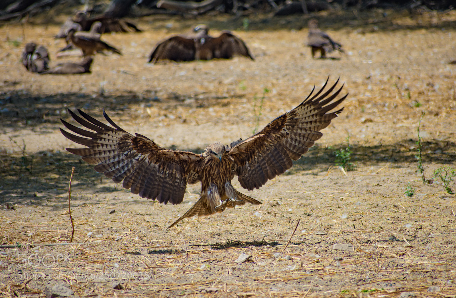 Nikon D7200 sample photo. Land like a boss! photography