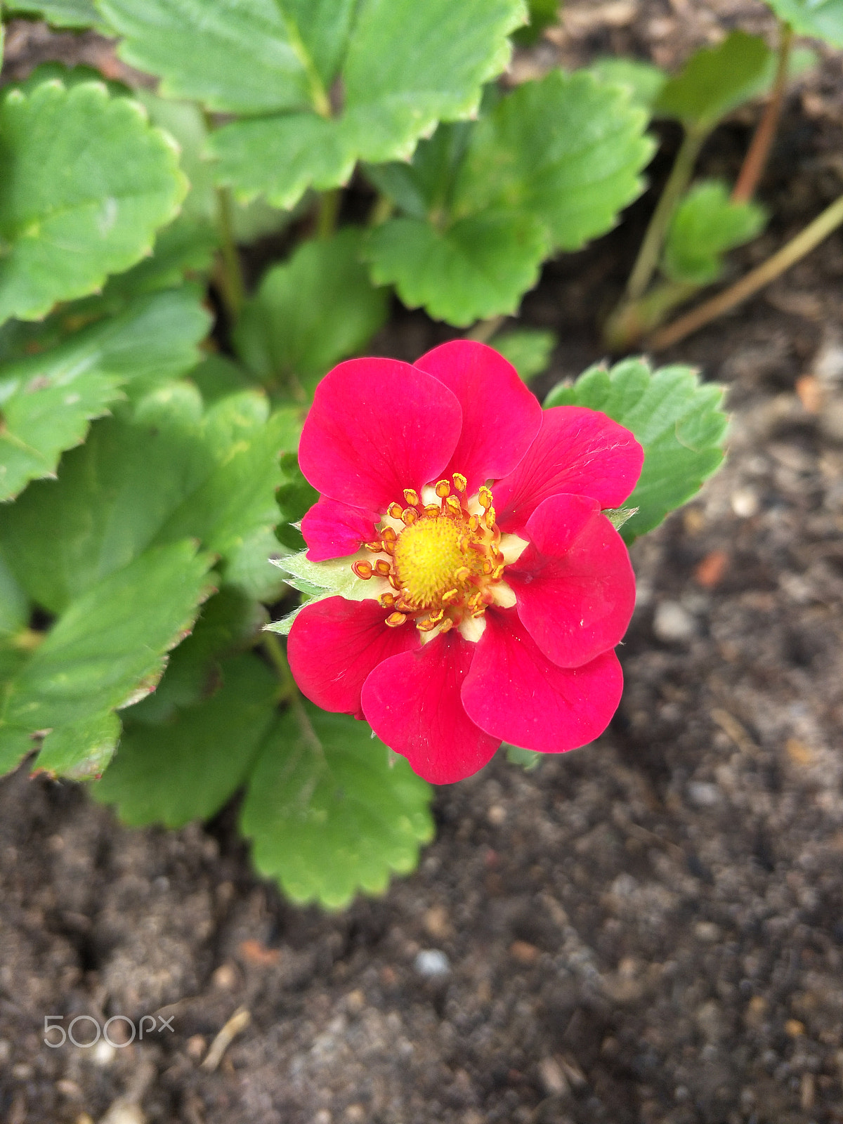 OPPO R9S sample photo. Strawberry flower photography