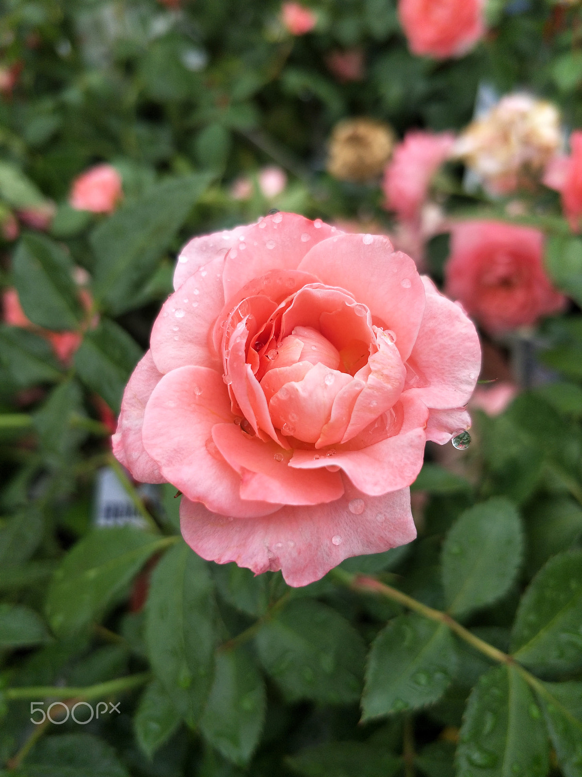 OPPO R9S sample photo. Rose photography