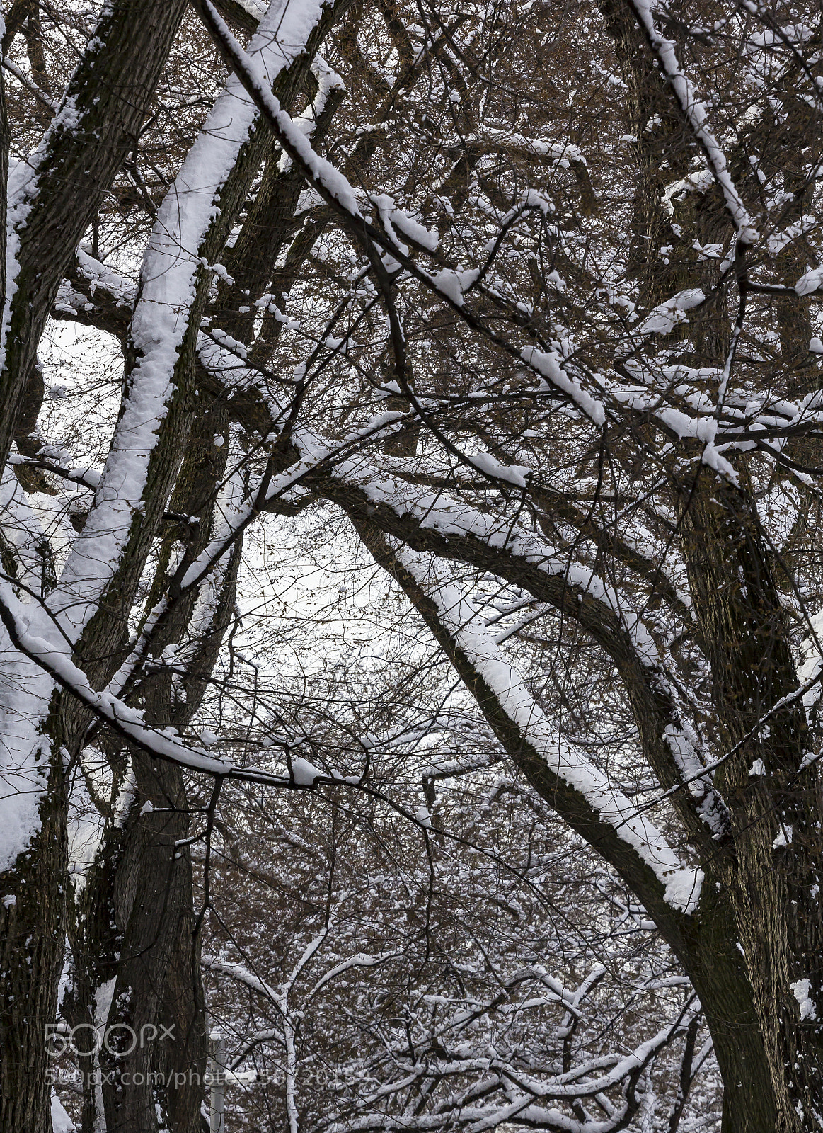 Canon EOS 60D sample photo. Snow and trees photography