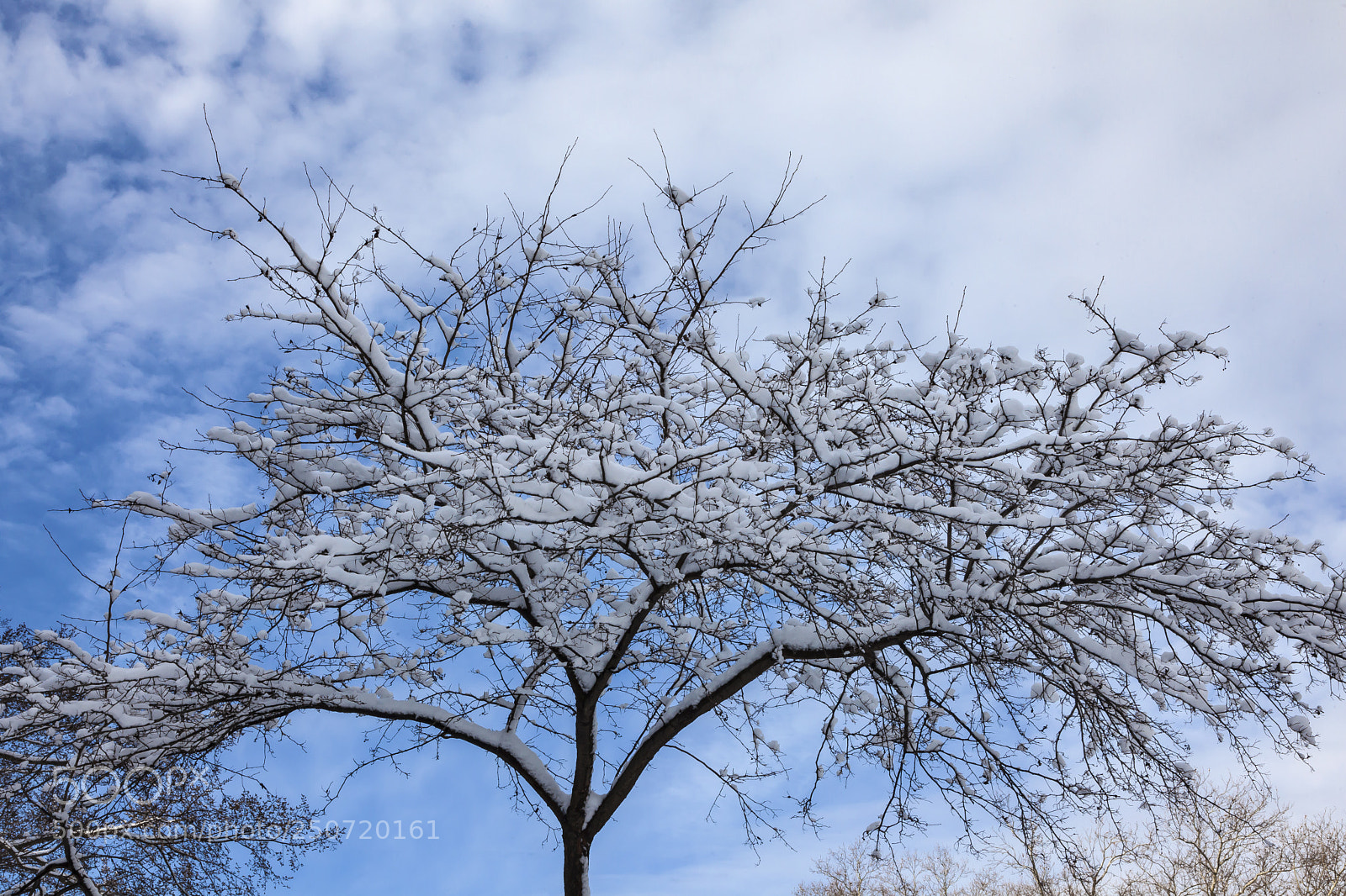 Canon EOS 5D Mark II sample photo. Snow trees sky and photography