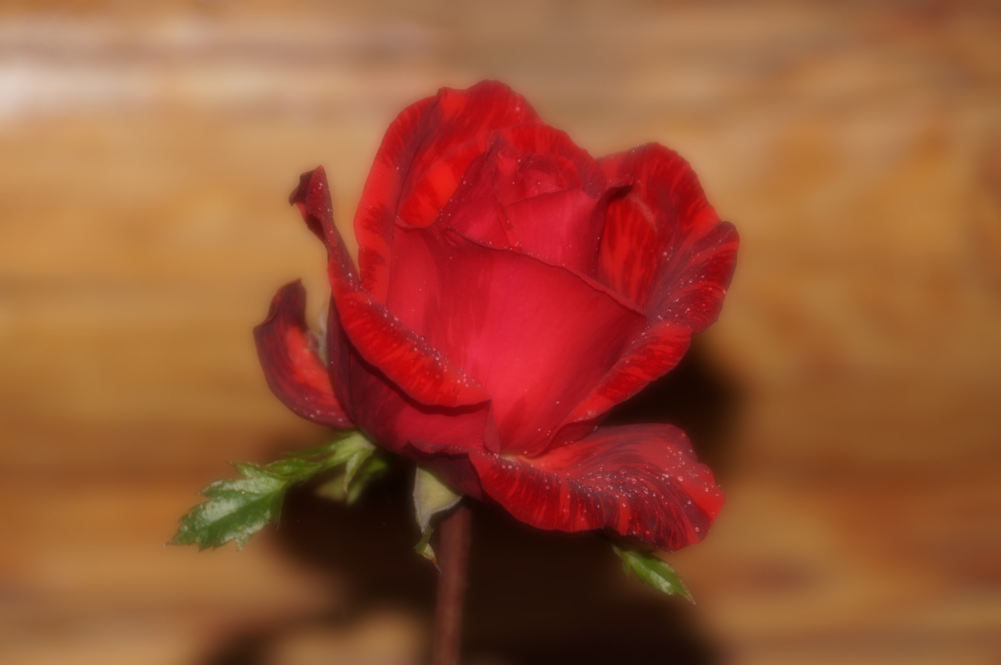 Sony DT 18-250mm F3.5-6.3 sample photo