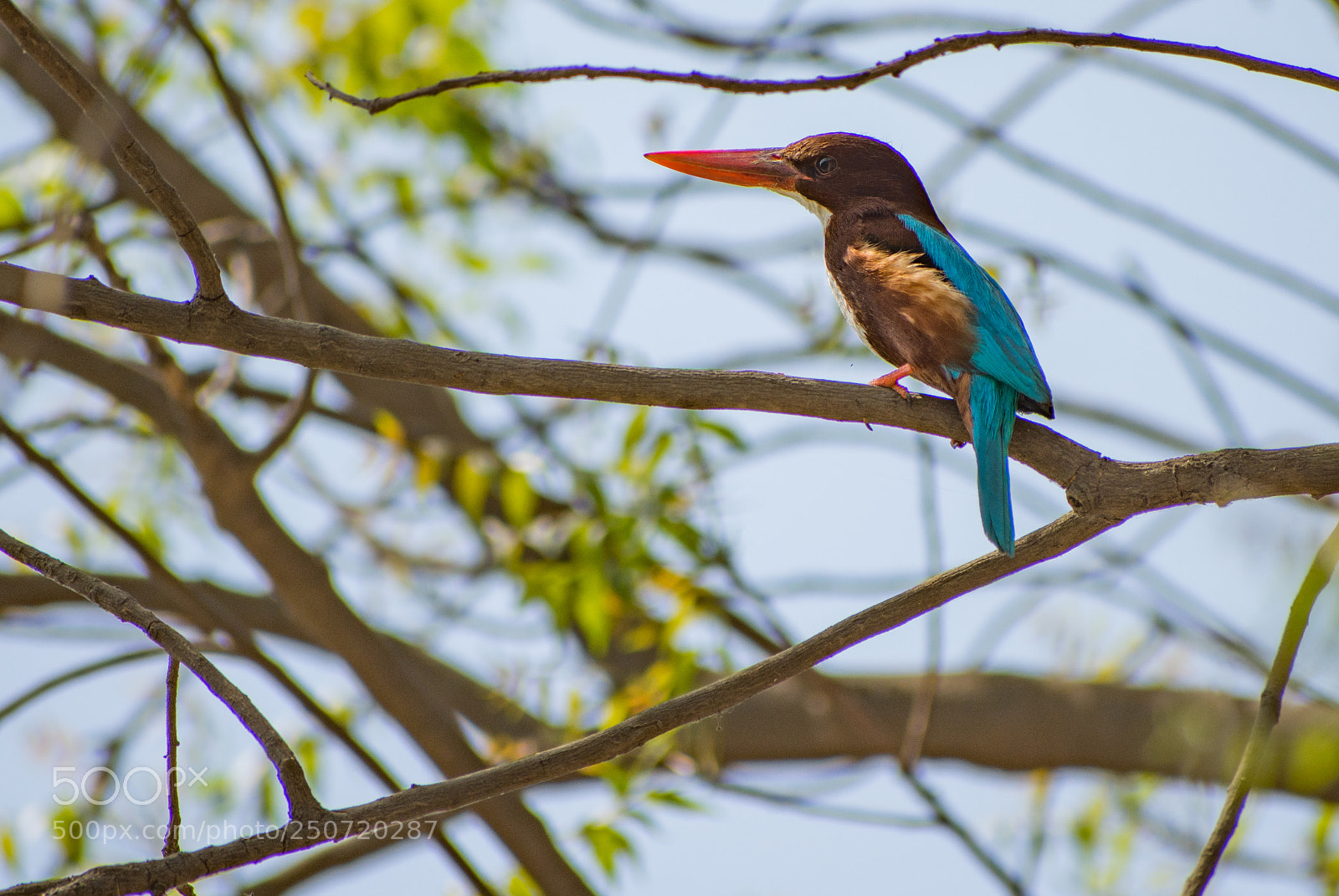 Nikon D7200 sample photo. Kingfisher photography