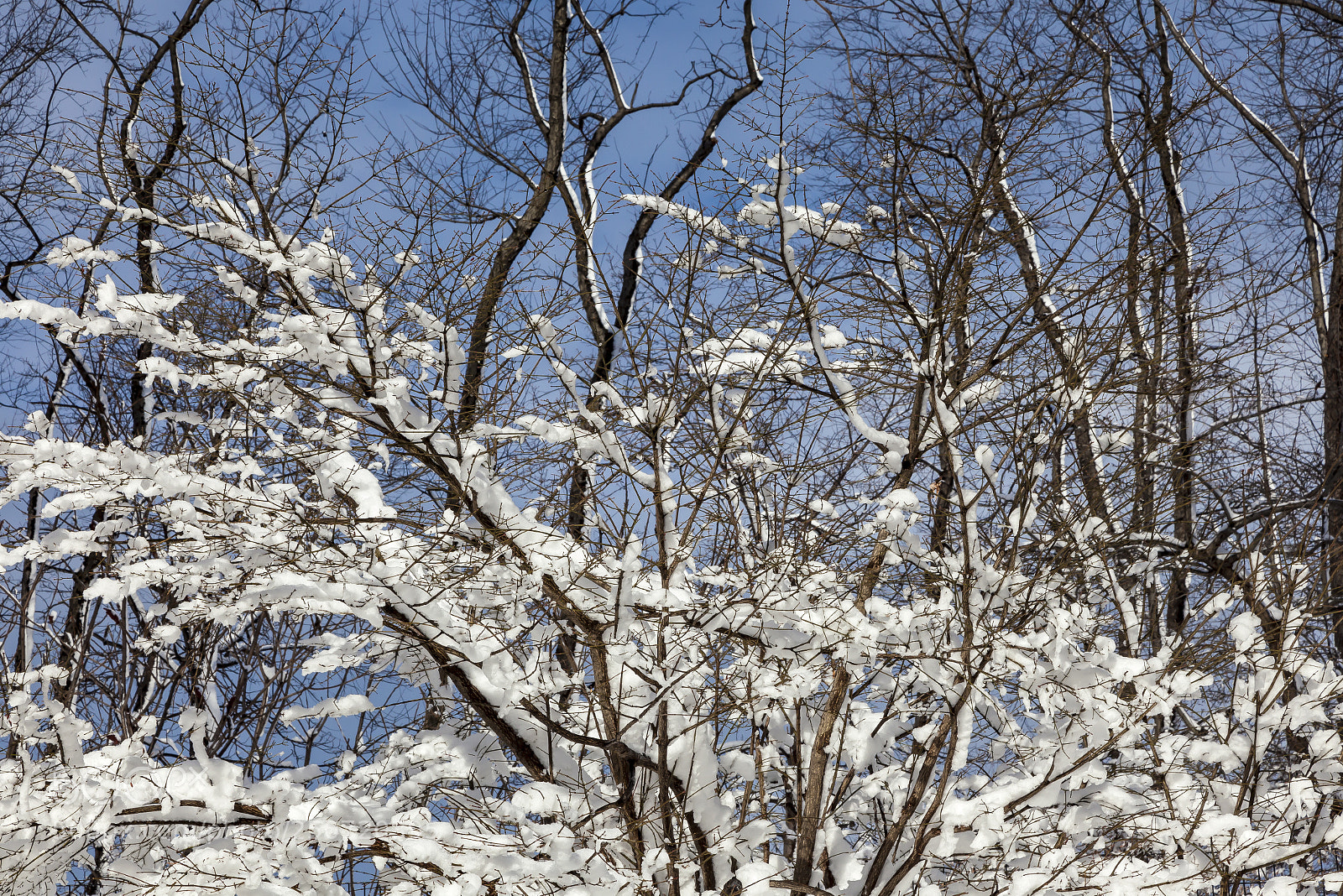 Canon EOS 5D Mark II sample photo. Snow trees clouds and photography