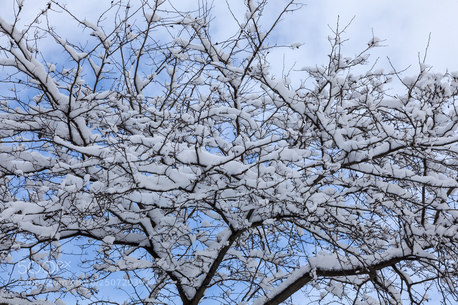 Canon EOS 5D Mark II sample photo. Snow trees and sky photography