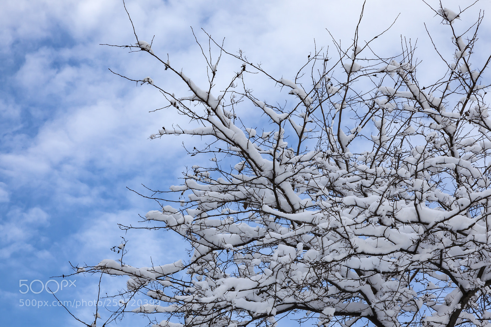 Canon EOS 5D Mark II sample photo. Snow trees clouds and photography