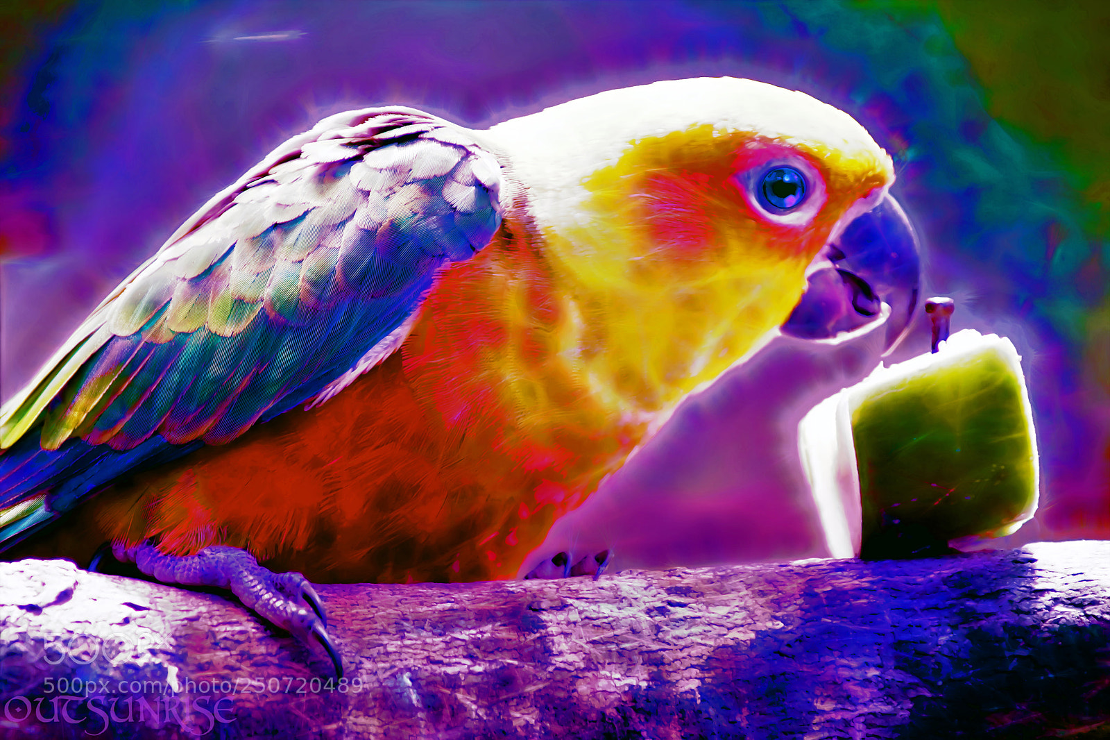 Sony SLT-A65 (SLT-A65V) sample photo. Parrot by outsunrise photography