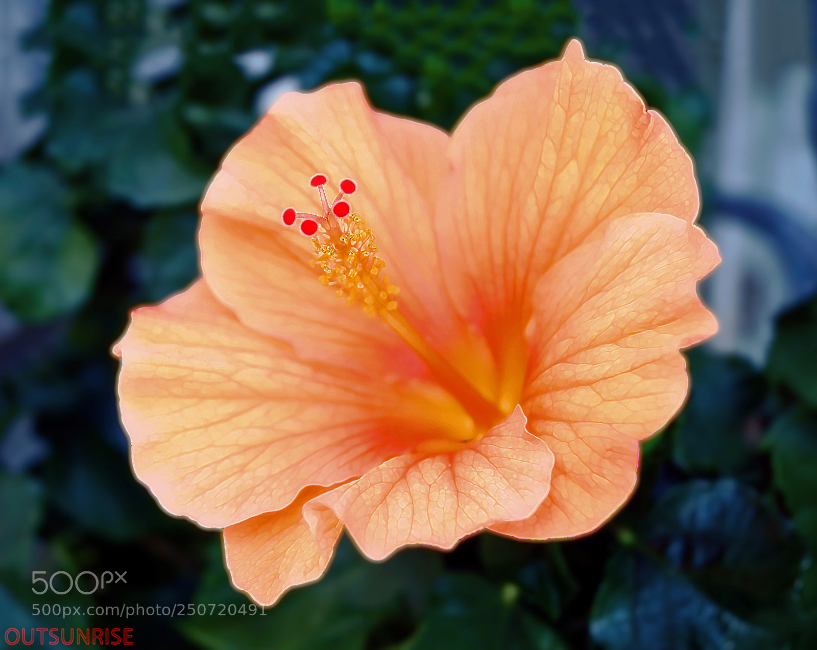 Sony SLT-A65 (SLT-A65V) sample photo. Peach by outsunrise photography