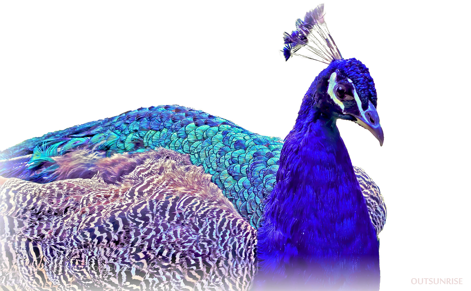 Sony SLT-A65 (SLT-A65V) sample photo. Peacock by outsunrise photography
