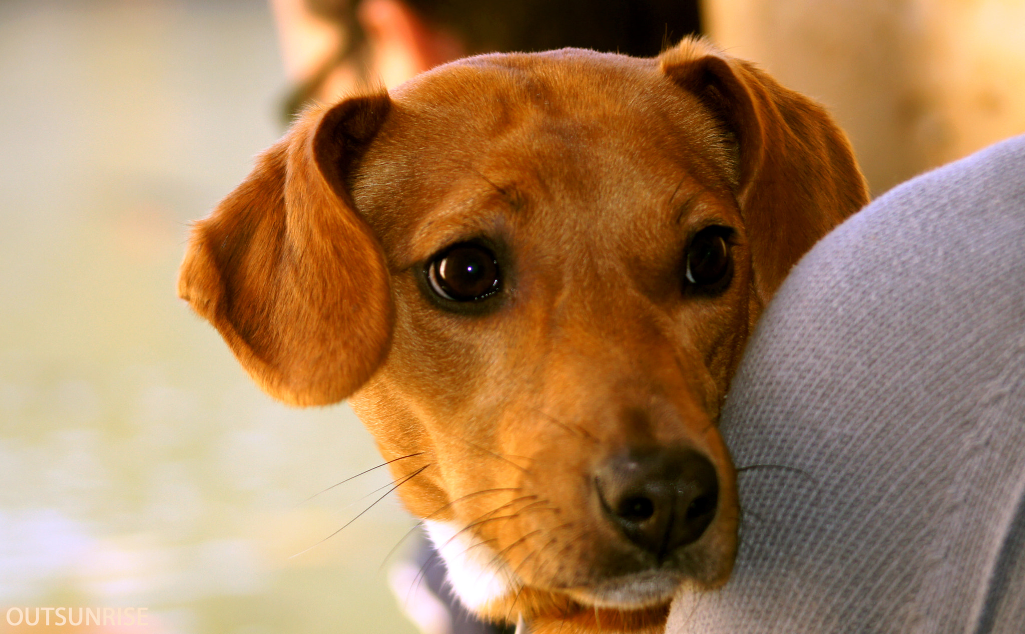 Sony SLT-A33 sample photo. Puppy by outsunrise photography
