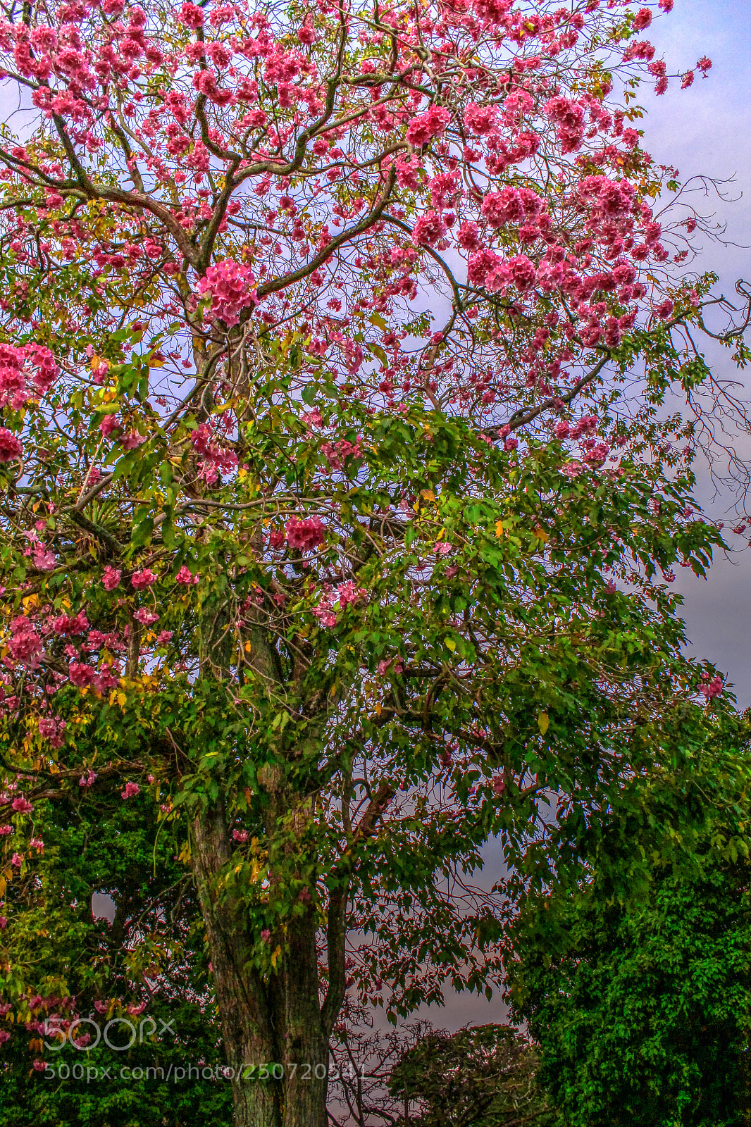 Canon EOS 1100D (EOS Rebel T3 / EOS Kiss X50) sample photo. Poui tree (trinidad) photography
