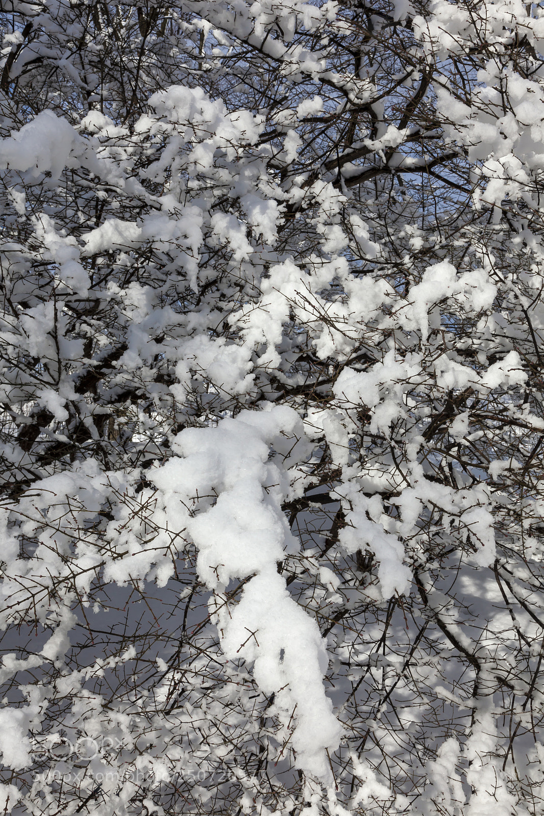 Canon EOS 5D Mark II sample photo. Snow and branches photography