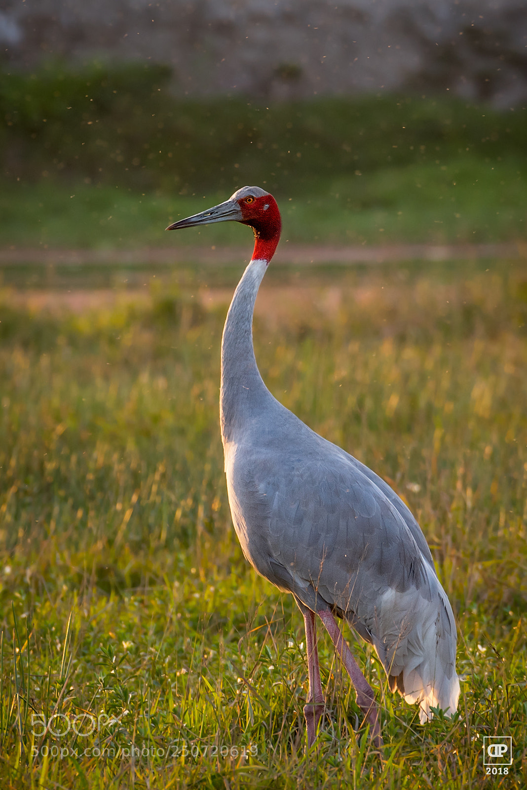 Nikon D750 sample photo. Sarus crane photography