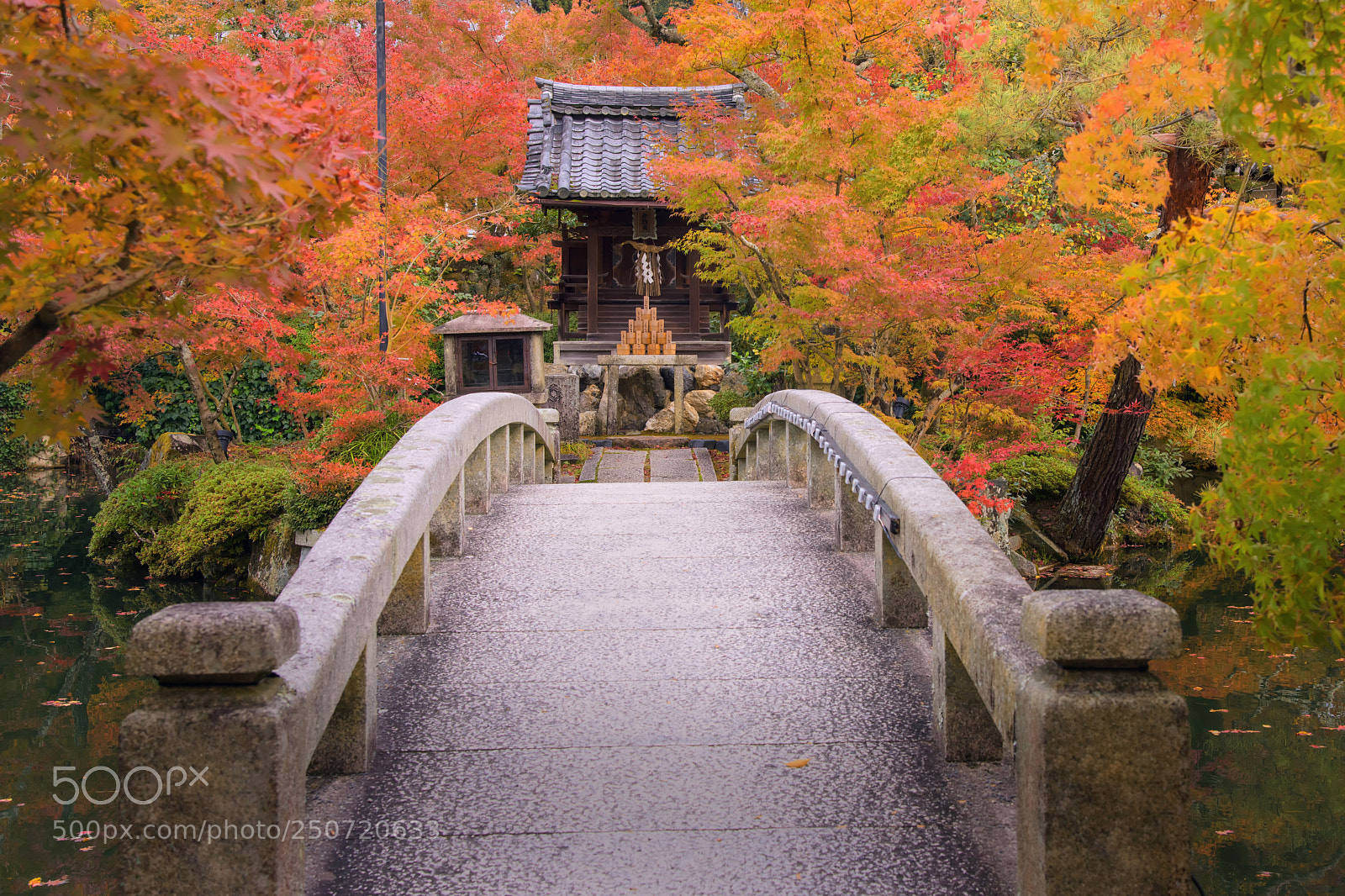 Nikon D810 sample photo. Colorful autumn leaf at photography