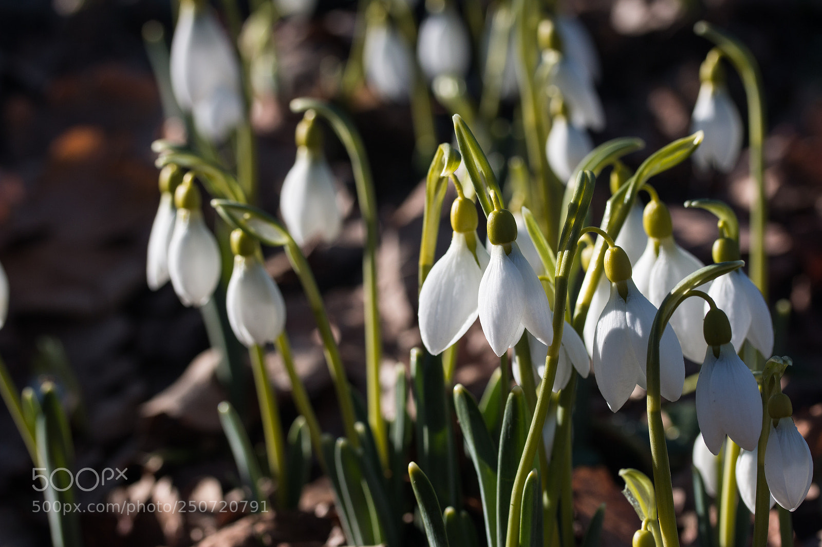 Canon EOS 70D sample photo. Snowdrops in spring photography