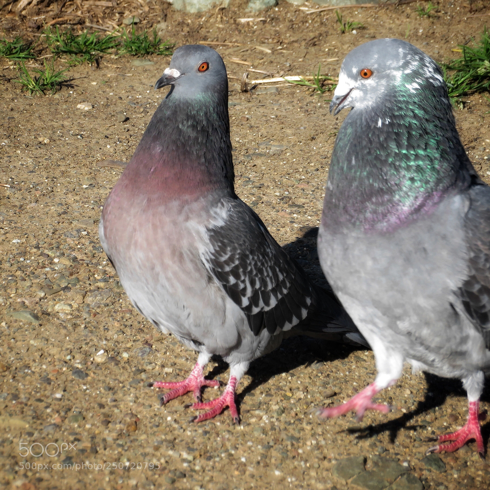Canon PowerShot SX720 HS sample photo. Courting photography