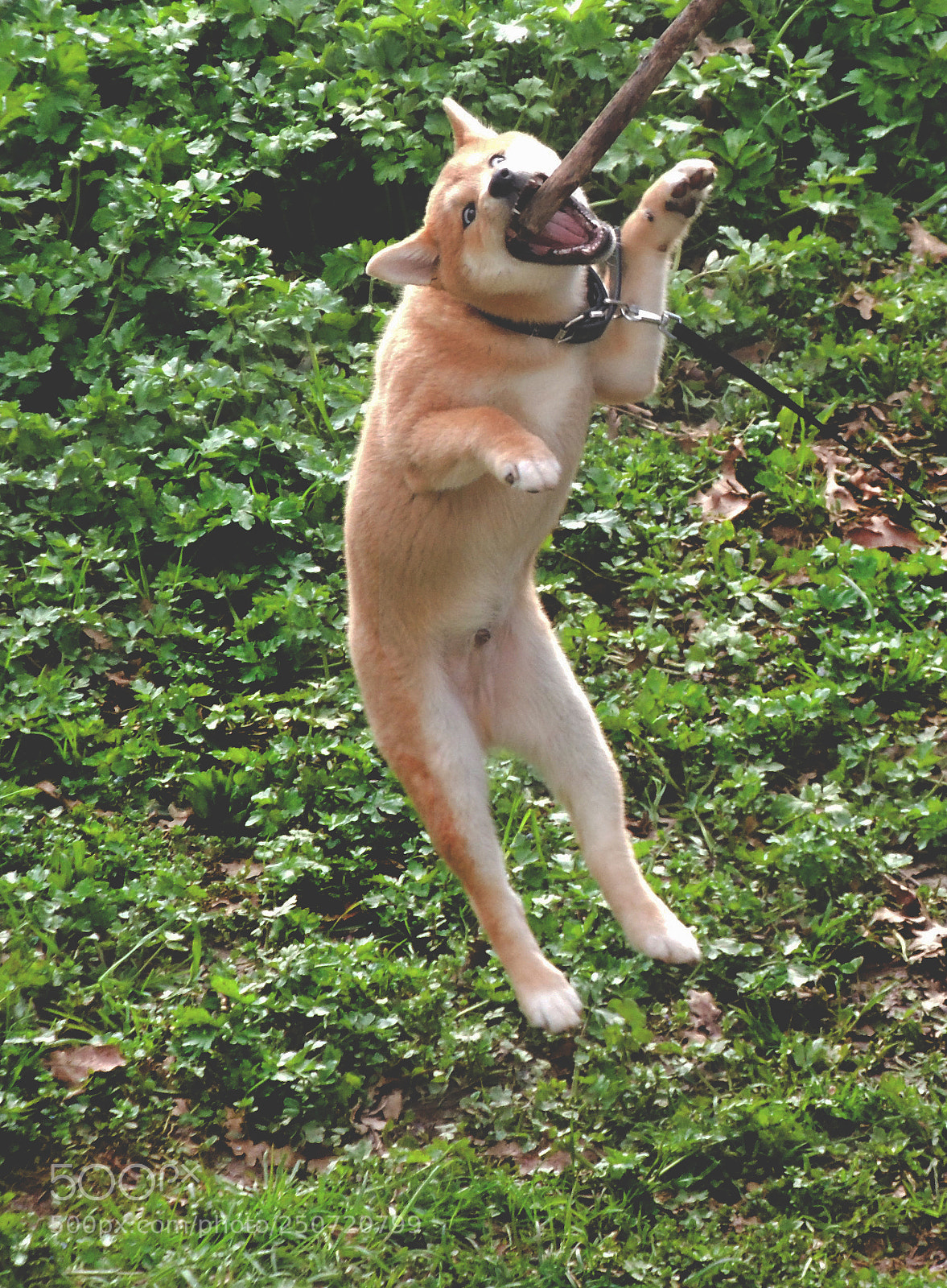 Nikon Coolpix P510 sample photo. Puppy photography