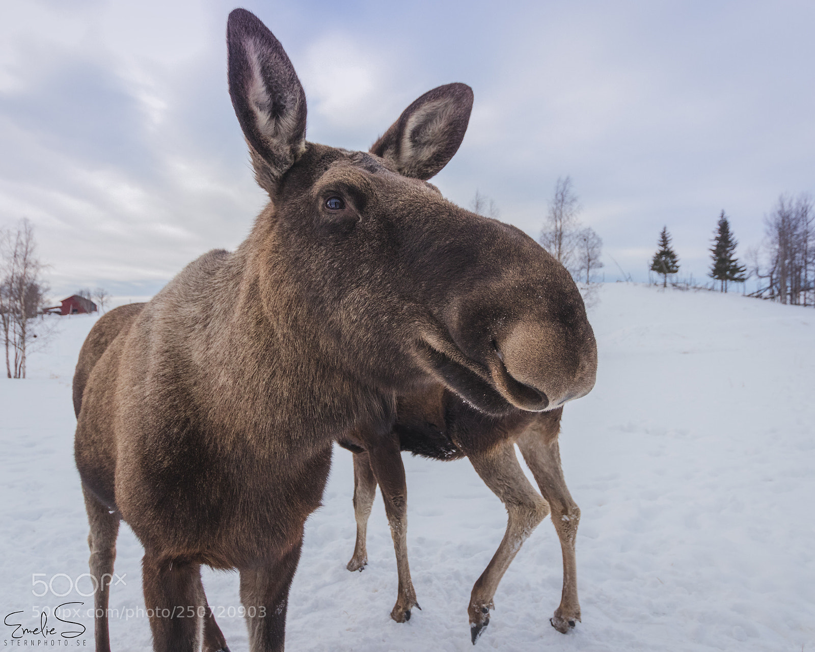 Canon EOS 80D sample photo. Moose photography