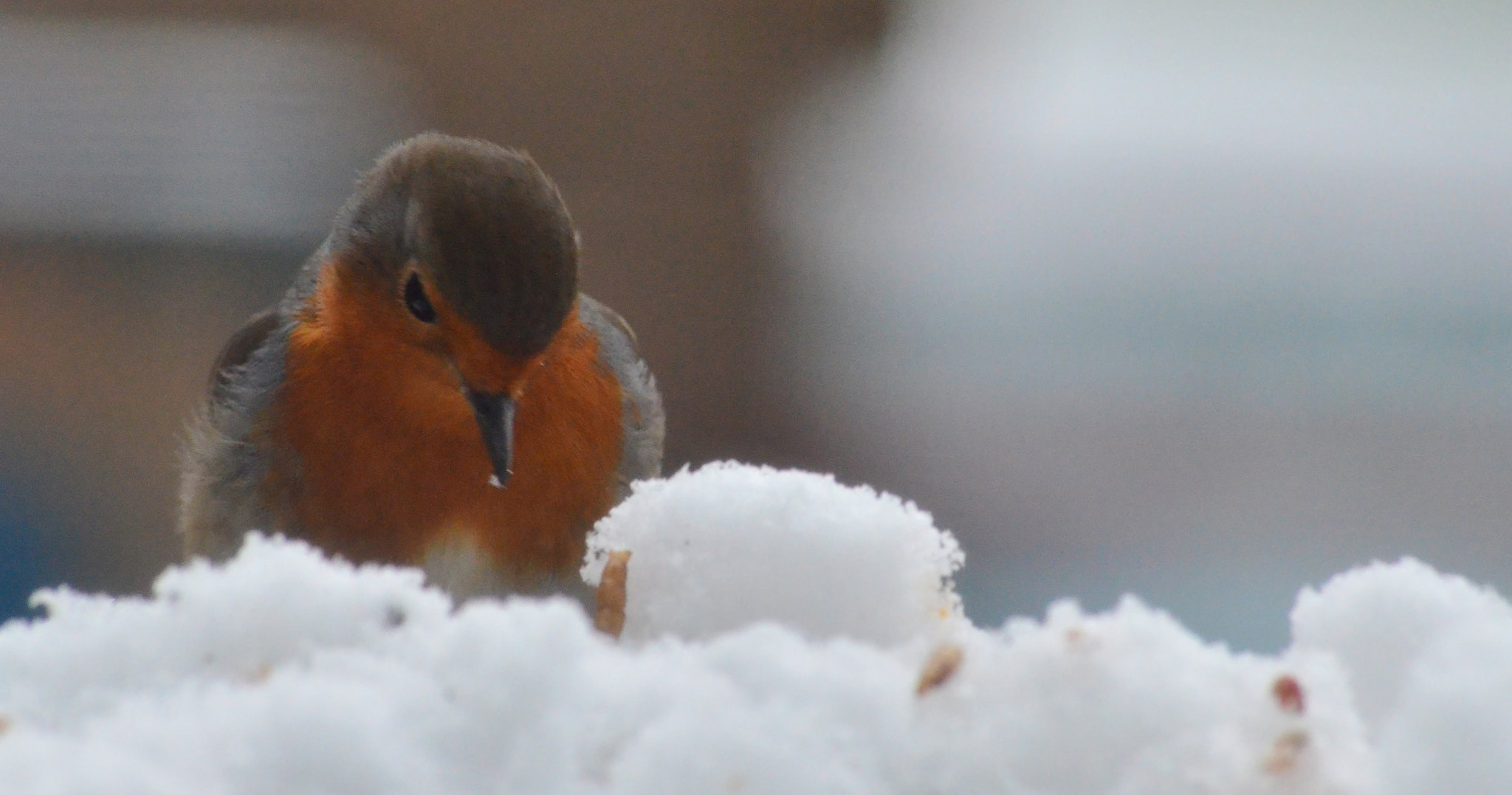 Nikon D5100 + Sigma 70-300mm F4-5.6 APO DG Macro sample photo. Robin photography